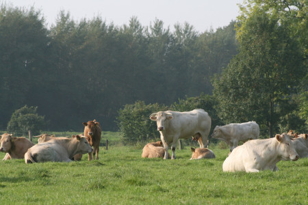 koeien-in-wei